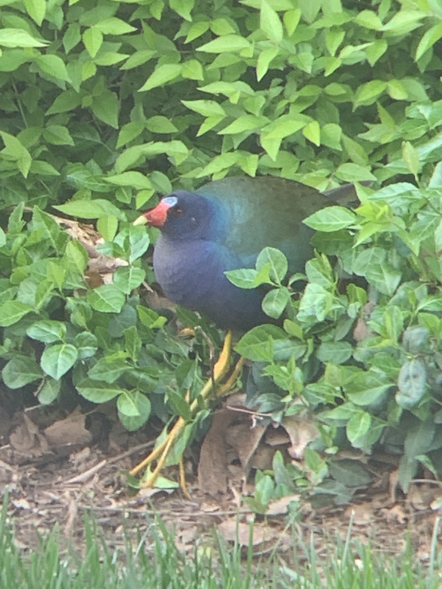 slípka žlutonohá - ML436350701