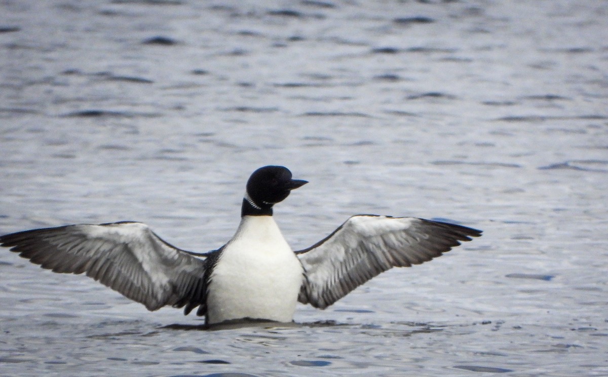 Common Loon - Amy B