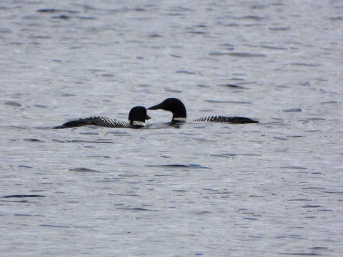 Common Loon - ML436352051