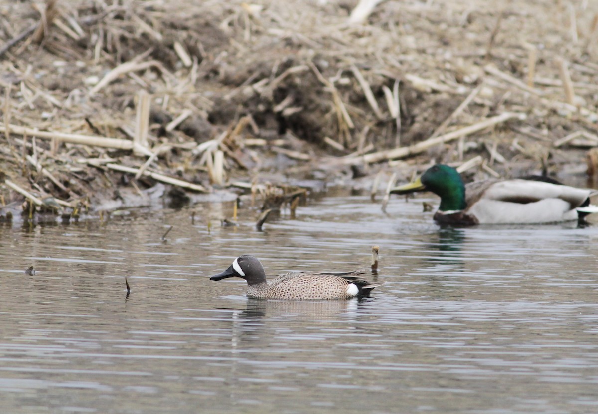 Blue-winged Teal - ML436352201
