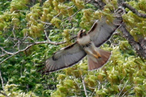 Red-tailed Hawk - ML436352311