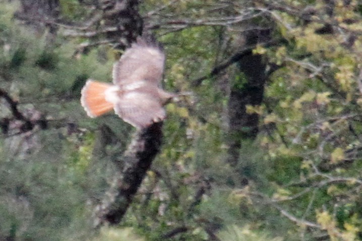 Red-tailed Hawk - ML436352321
