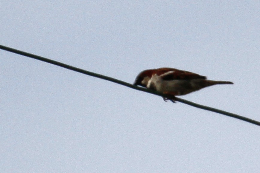 House Sparrow - ML436352411