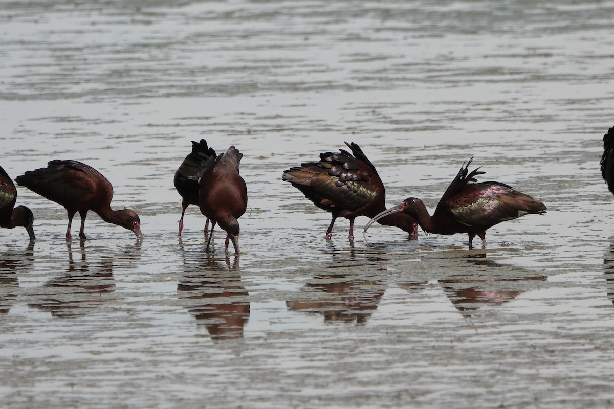 White-faced Ibis - ML436353701