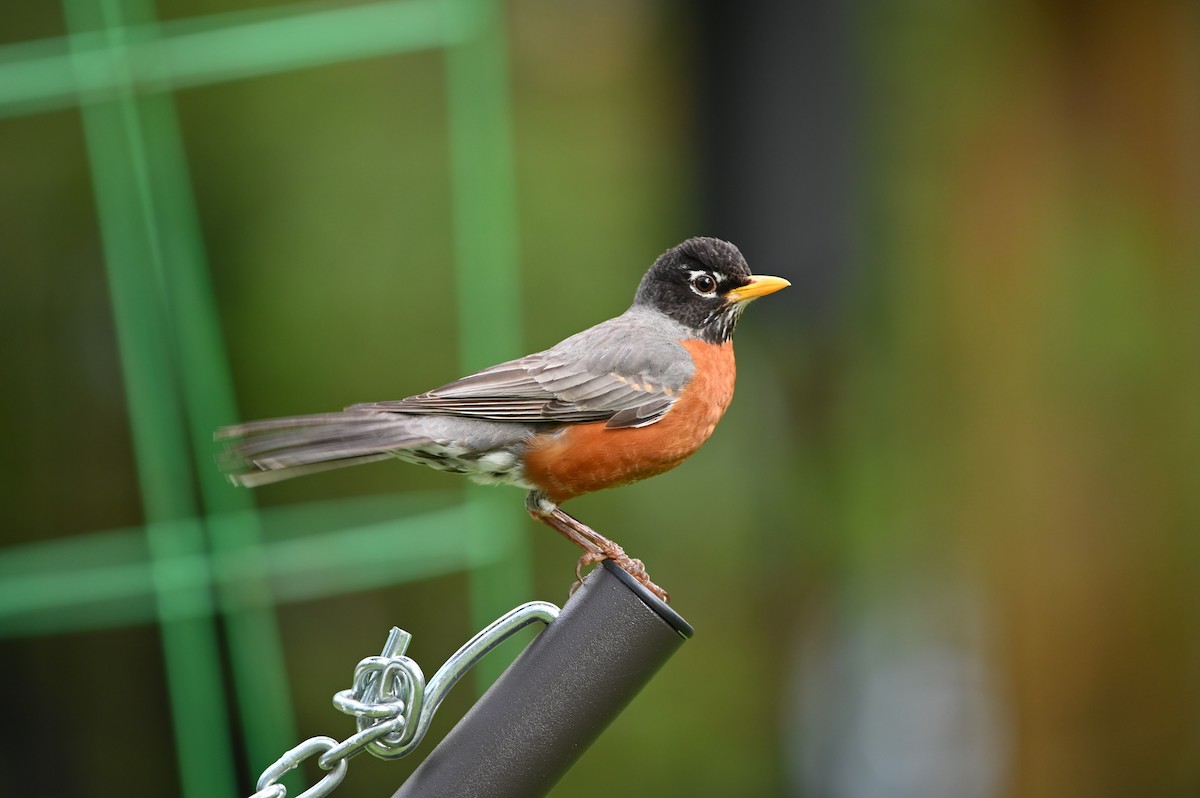 American Robin - ML436354991