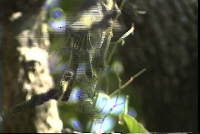 Blue-headed Vireo - ML436355