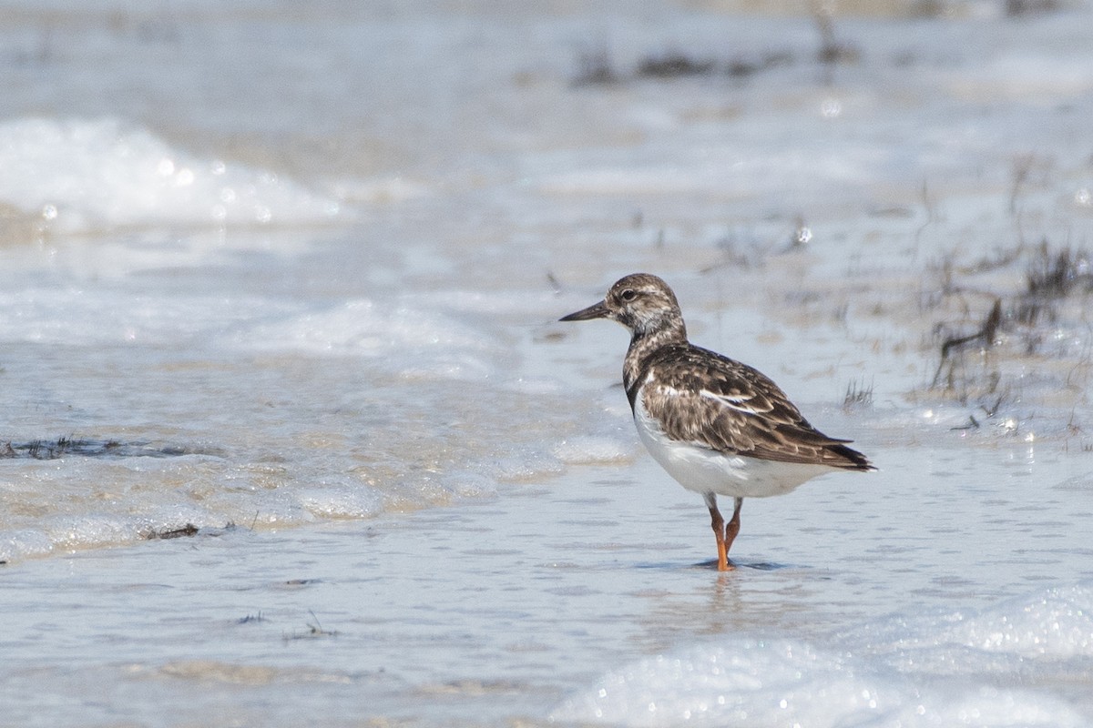 Ruddy Turnstone - Christy Hibsch