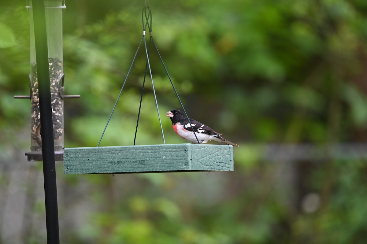 Rose-breasted Grosbeak - ML436355151