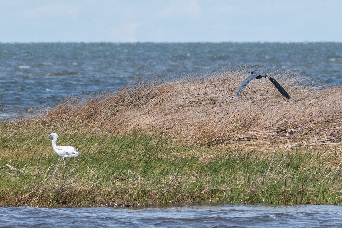 Little Blue Heron - Christy Hibsch