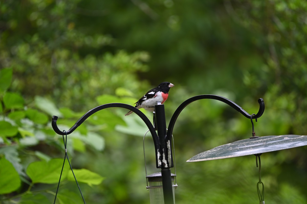 Rose-breasted Grosbeak - Jody Shugart