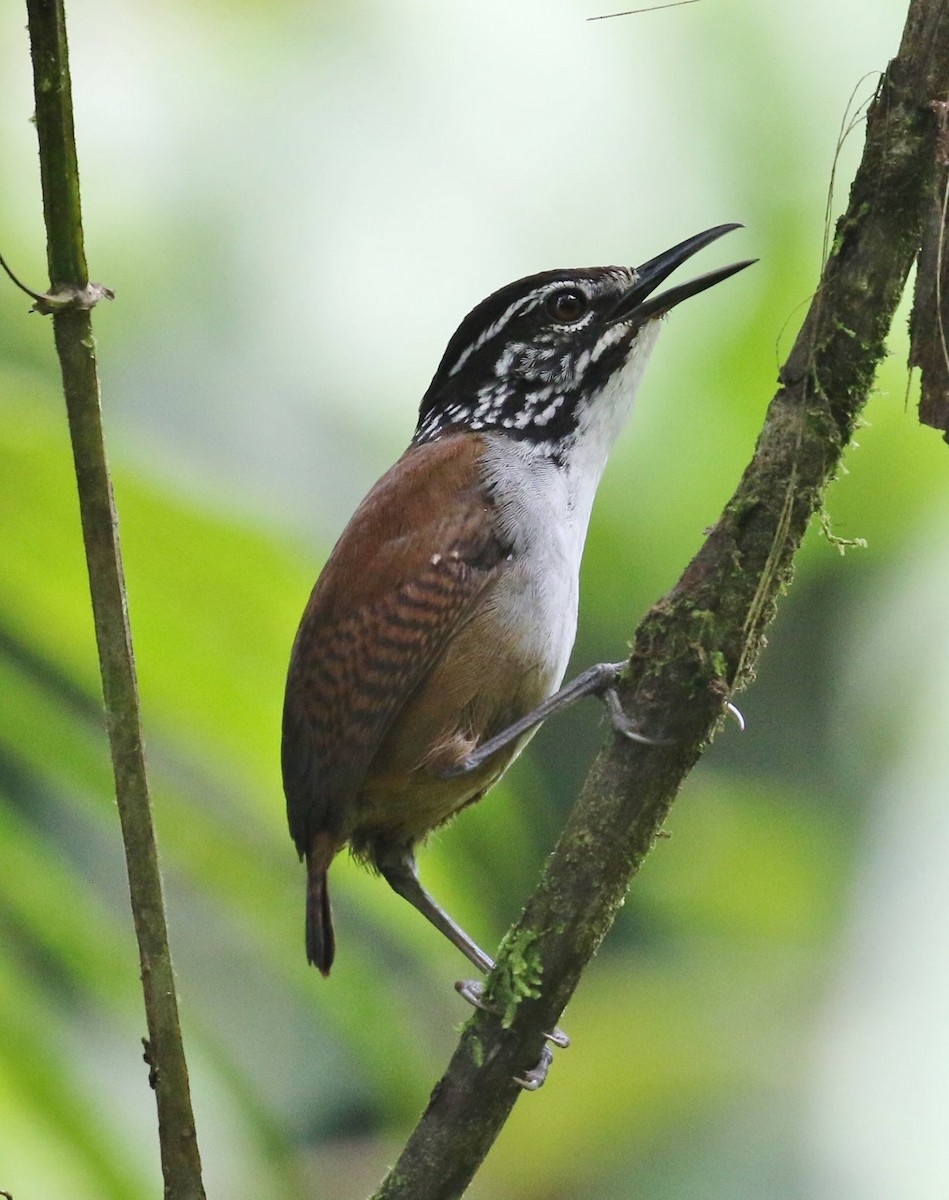 White-breasted Wood-Wren - Jeff Tingle