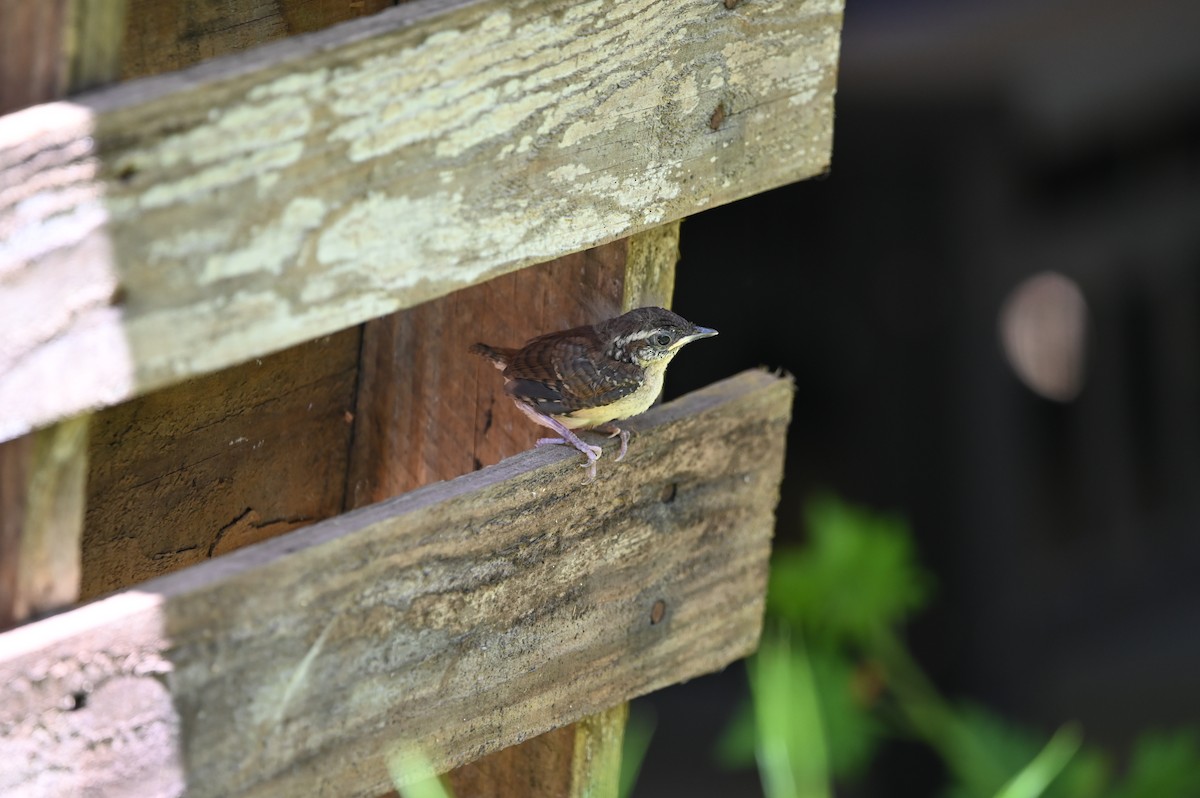 Carolina Wren - ML436356281