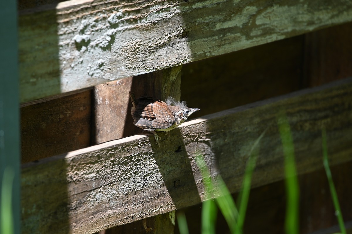 Carolina Wren - ML436356301