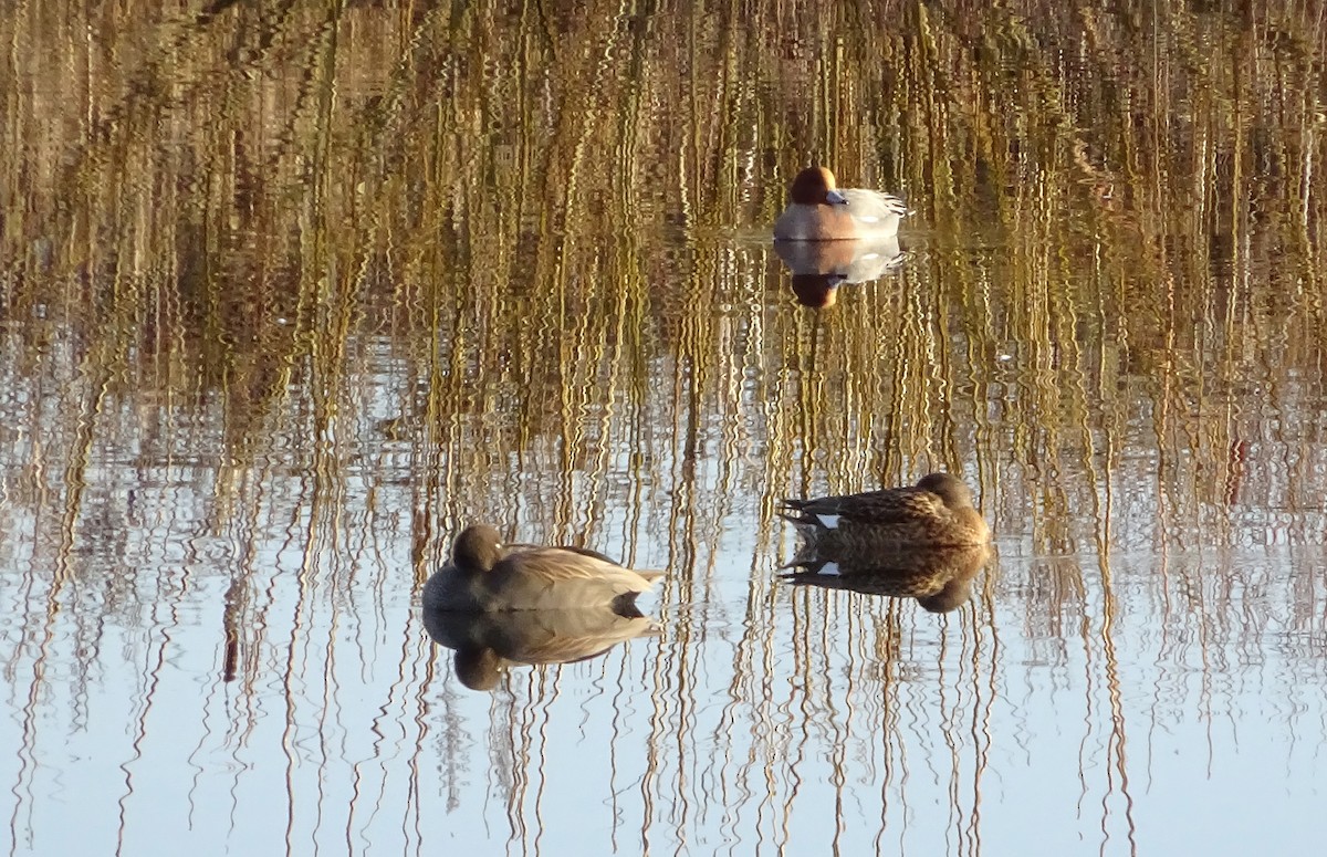 Ánade Friso (strepera) - ML43635861