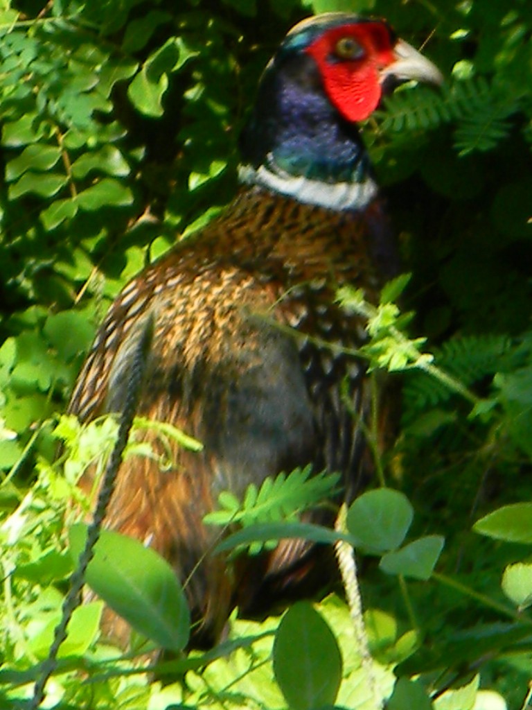 Ring-necked Pheasant - ML436358651