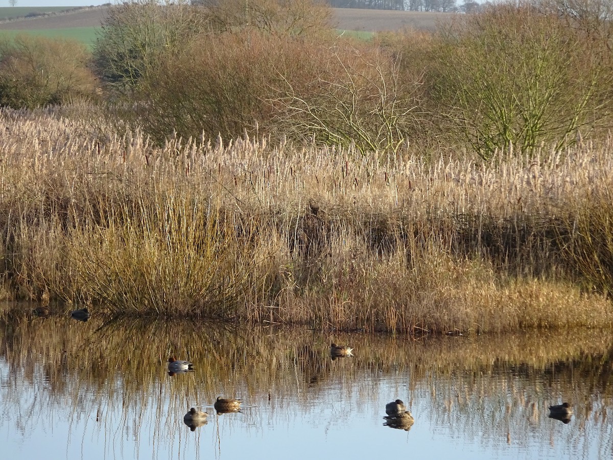 Eurasian Wigeon - ML43635871