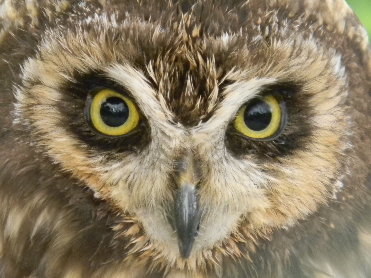 Short-eared Owl - ML436358991