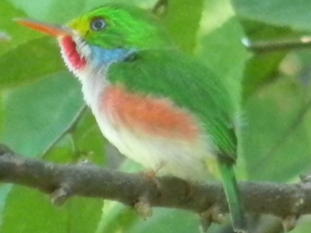 Cuban Tody - ML436359141