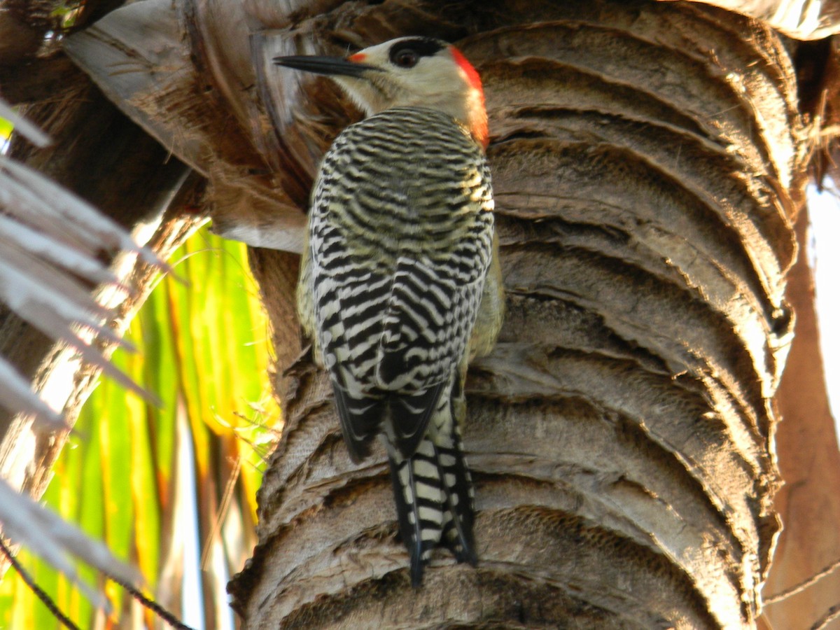 West Indian Woodpecker - ML436359191