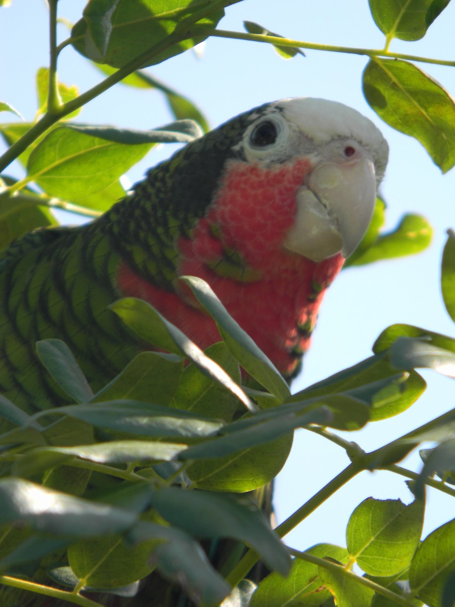 Cuban Parrot (Cuban) - ML436359391