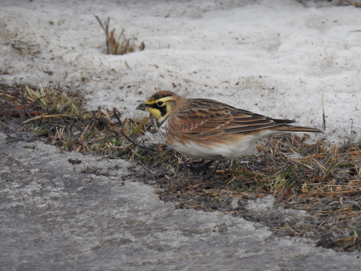 Horned Lark - ML43635981