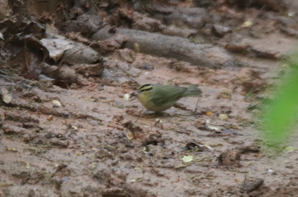 Worm-eating Warbler - ML436359871