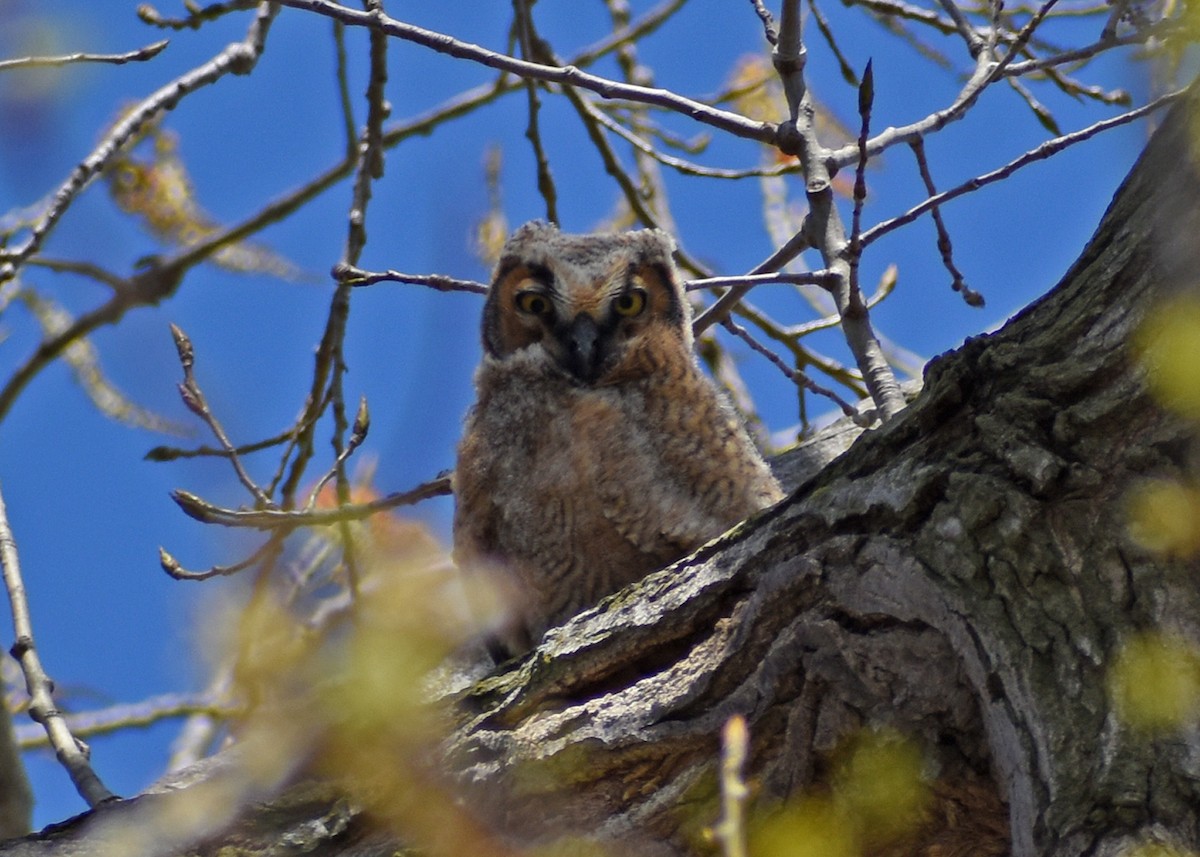Great Horned Owl - ML436360161