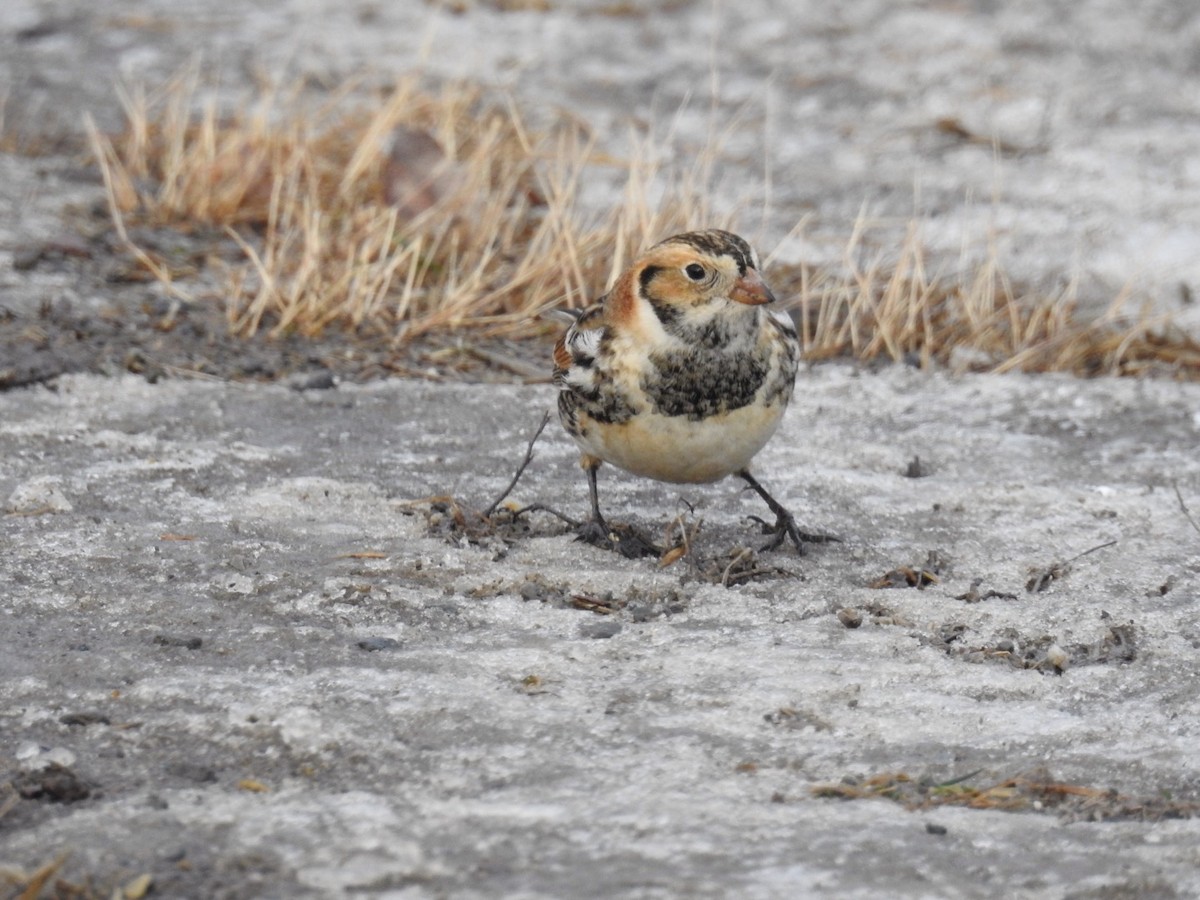 Lapland Longspur - ML43636021