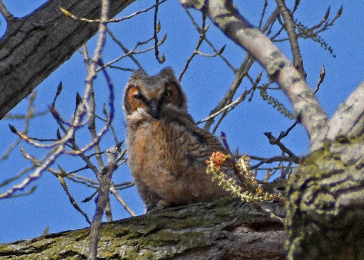 Great Horned Owl - ML436360281