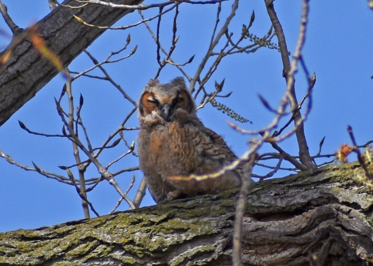 Great Horned Owl - ML436360291