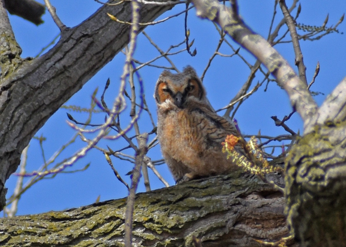 Great Horned Owl - ML436360311