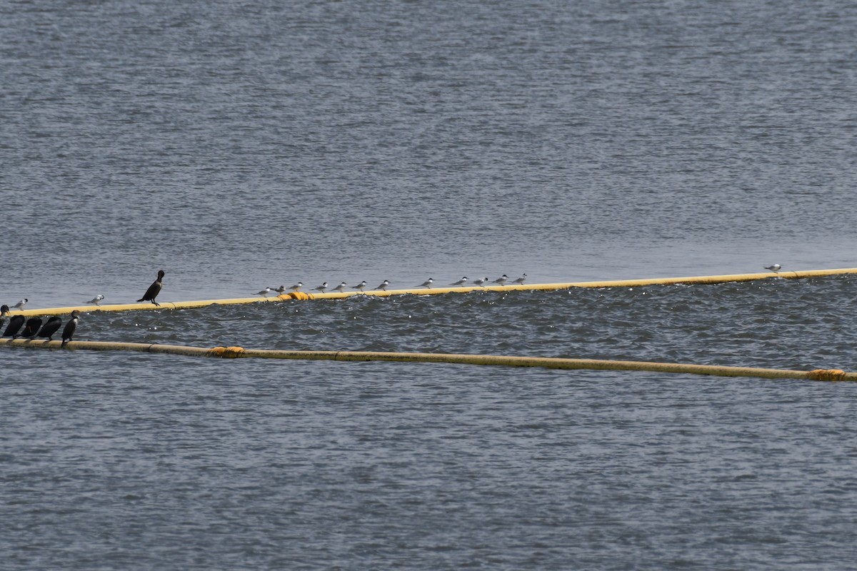 Forster's Tern - James White