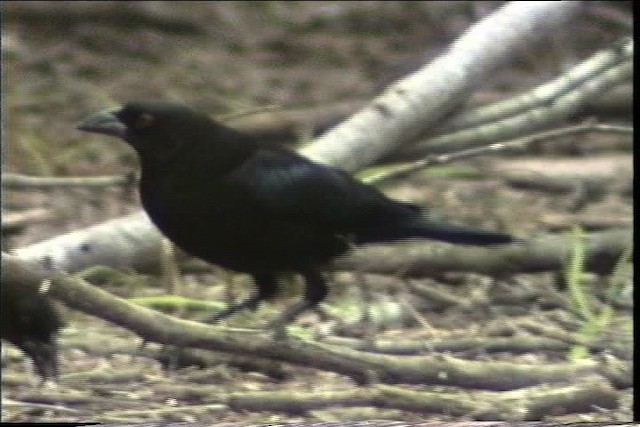 Bronzed Cowbird (Bronzed) - ML436361