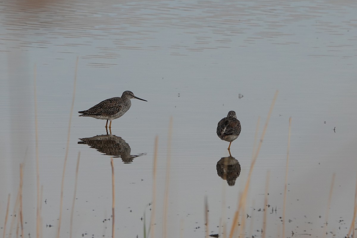 Greater Yellowlegs - ML436361381