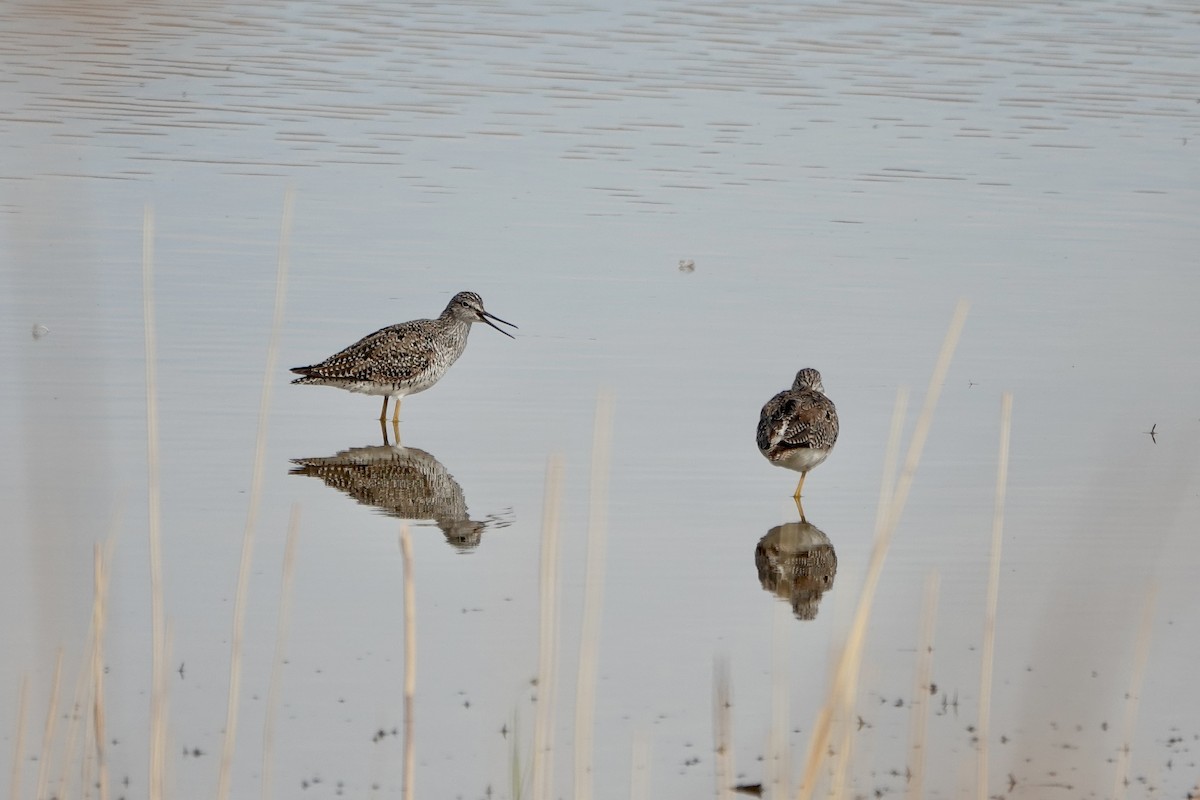 Greater Yellowlegs - ML436361441