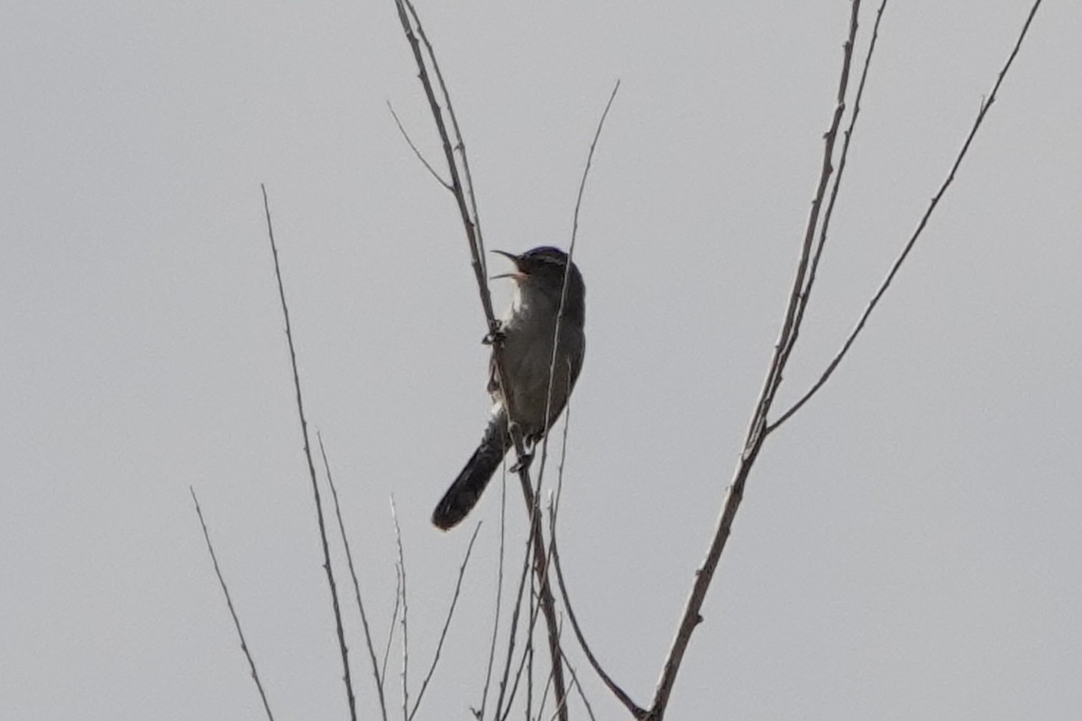 Bewick's Wren - ML436361861