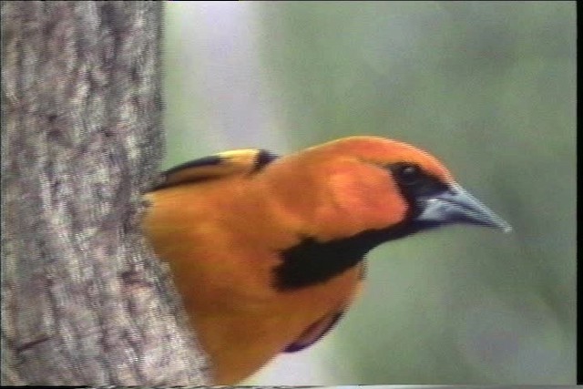 Oriole à gros bec - ML436362