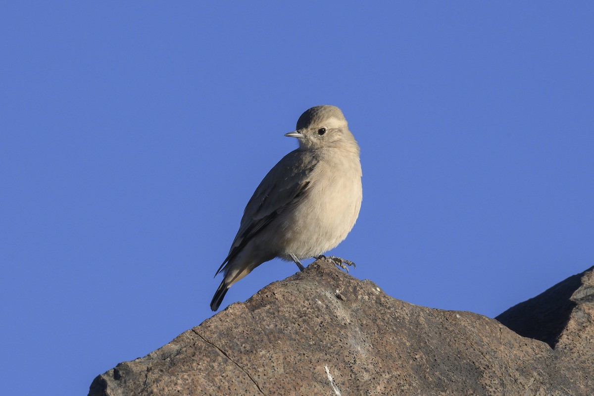 Rufous-banded Miner - ML436362131