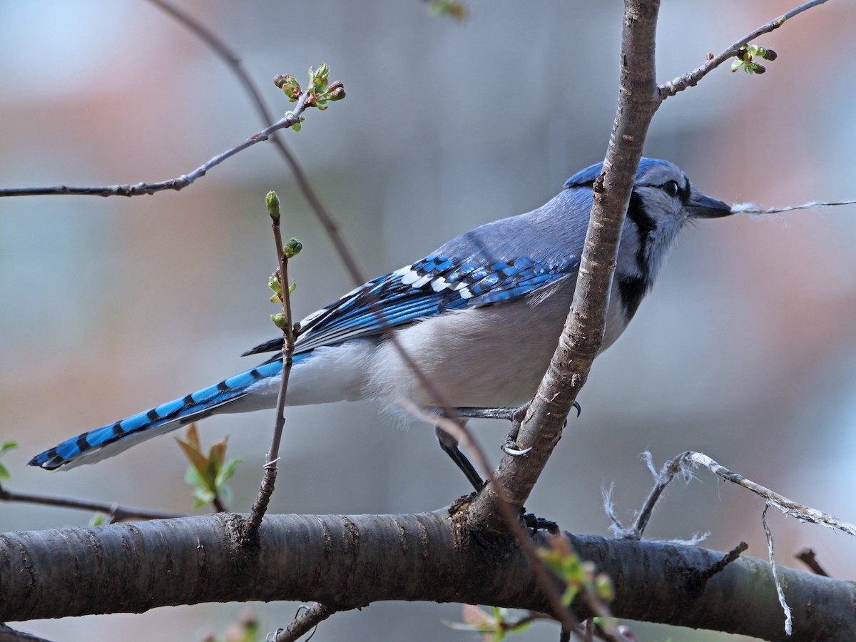Chara Azul - ML436362281