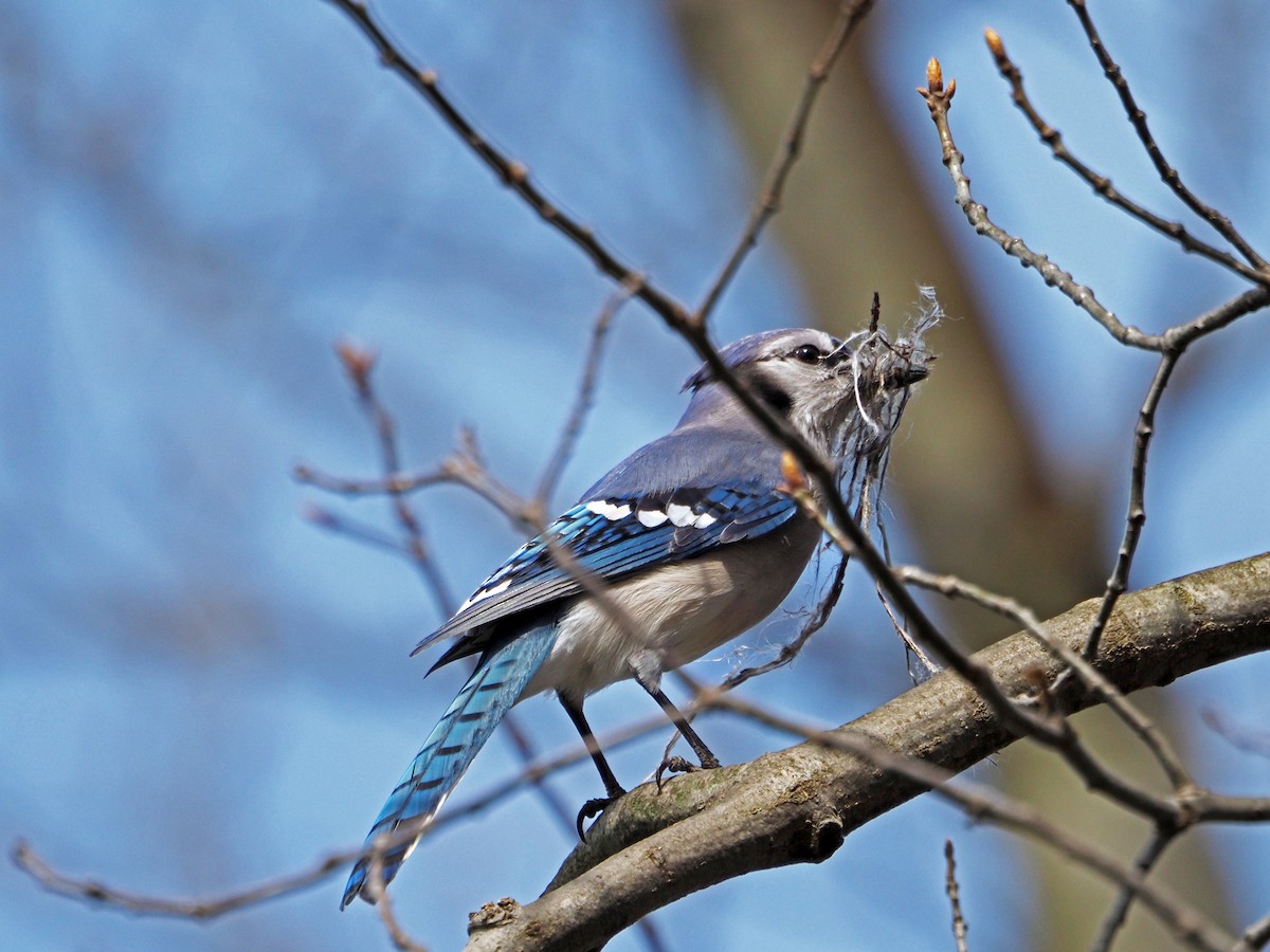 Chara Azul - ML436362311