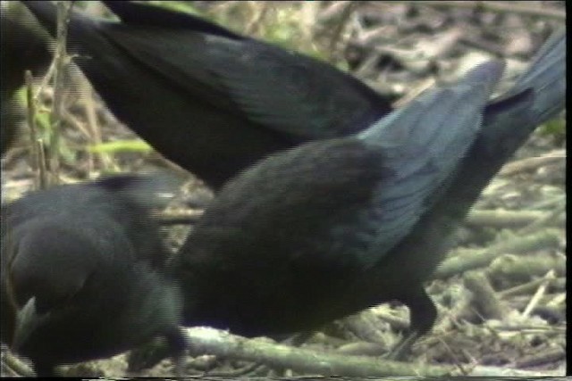 Bronzed Cowbird (Bronzed) - ML436364