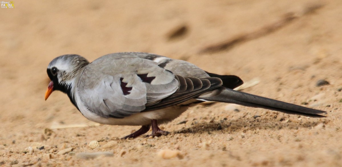 Namaqua Dove - Mohamed Farouk