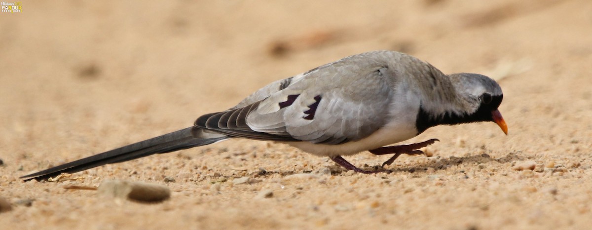 Namaqua Dove - Mohamed Farouk