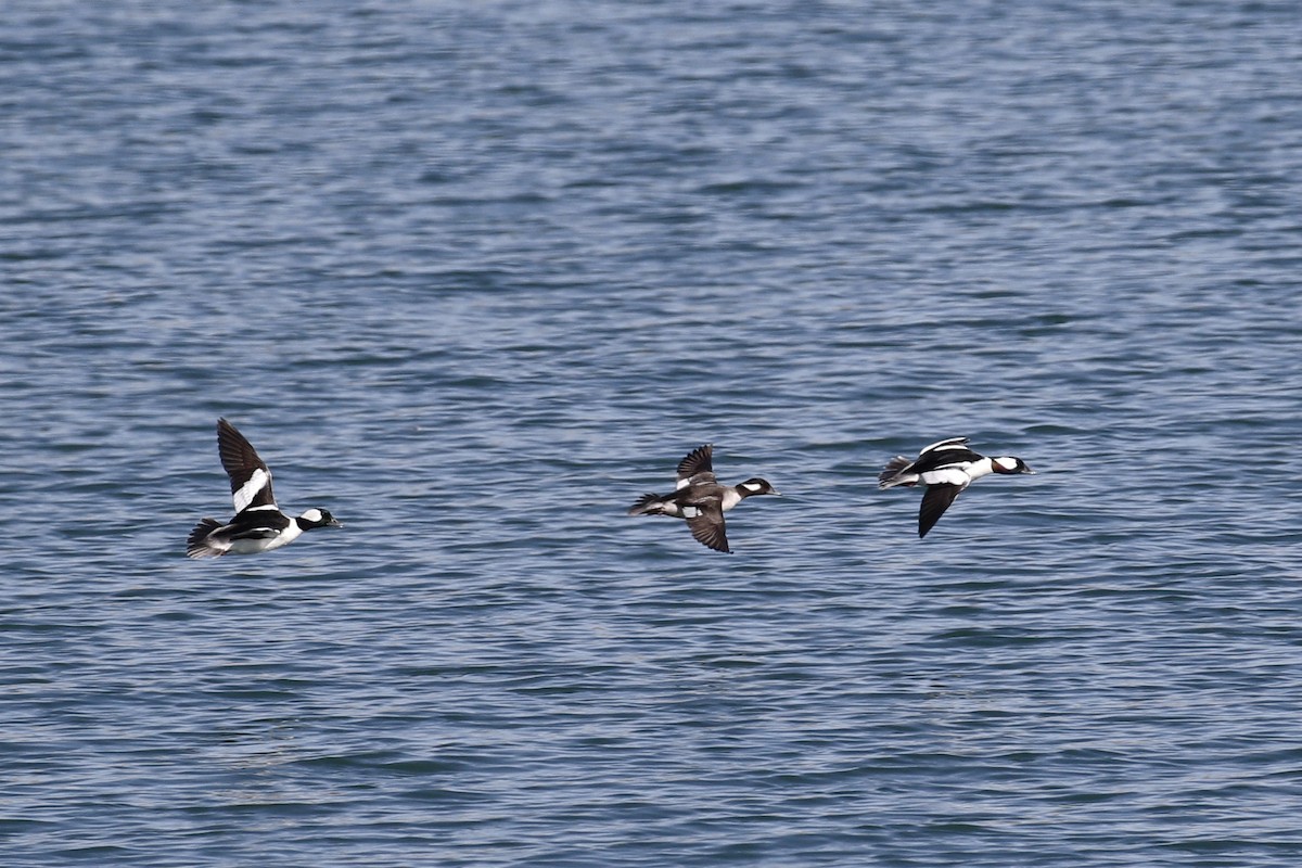 Bufflehead - ML436367351