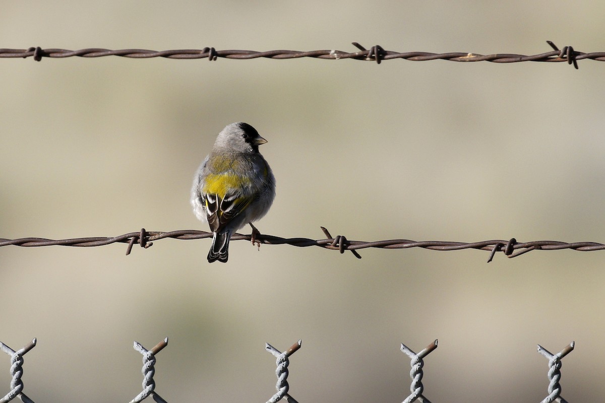 Lawrence's Goldfinch - ML436367951