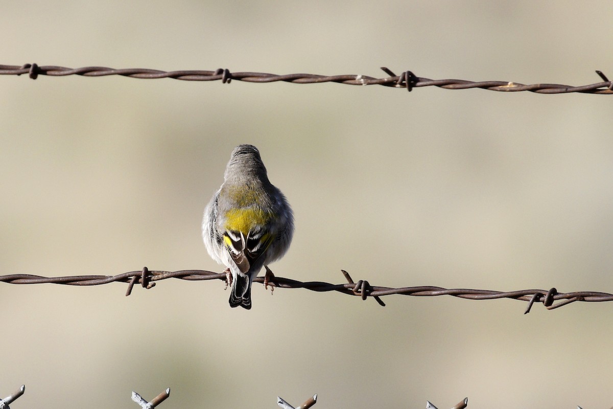 Lawrence's Goldfinch - ML436367961