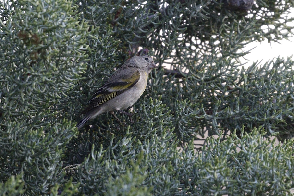 Lawrence's Goldfinch - ML436367981