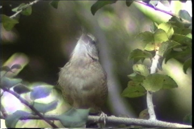 Carolina Wren - ML436368