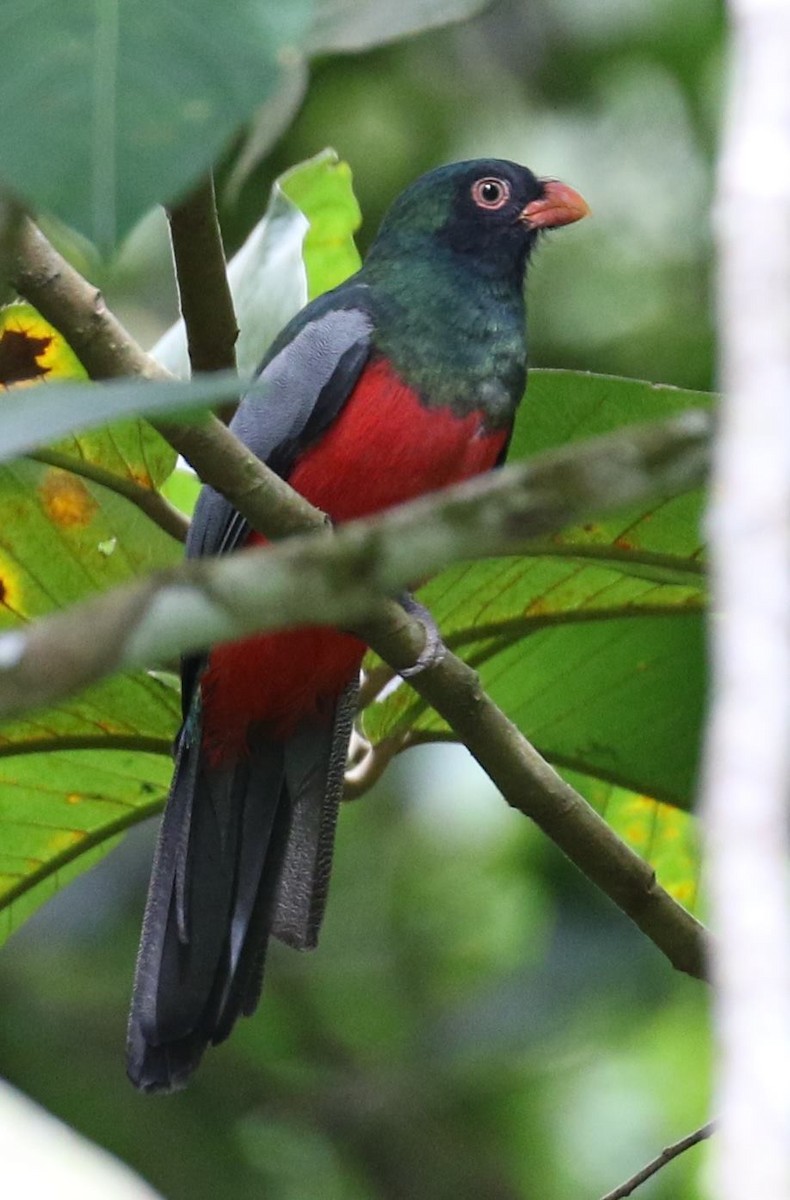 oransjenebbtrogon - ML43636881