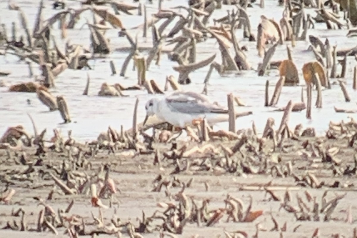 Bonaparte's Gull - ML436369241